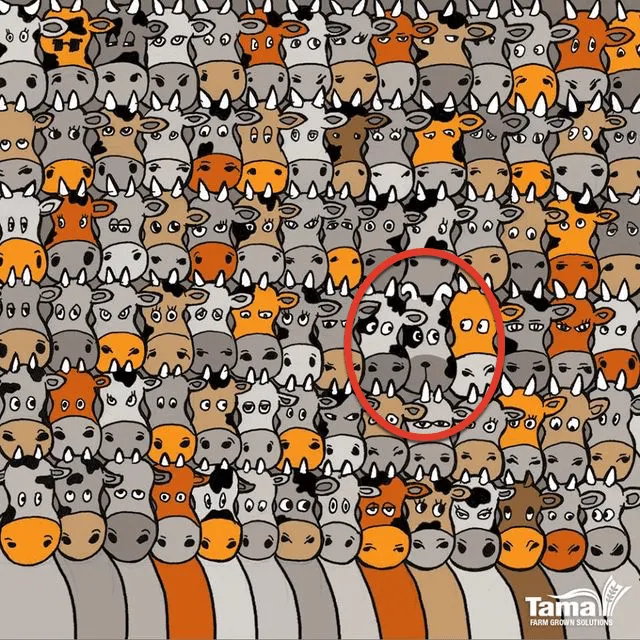 most people cannot distinguish the dog hiding among the cows can you