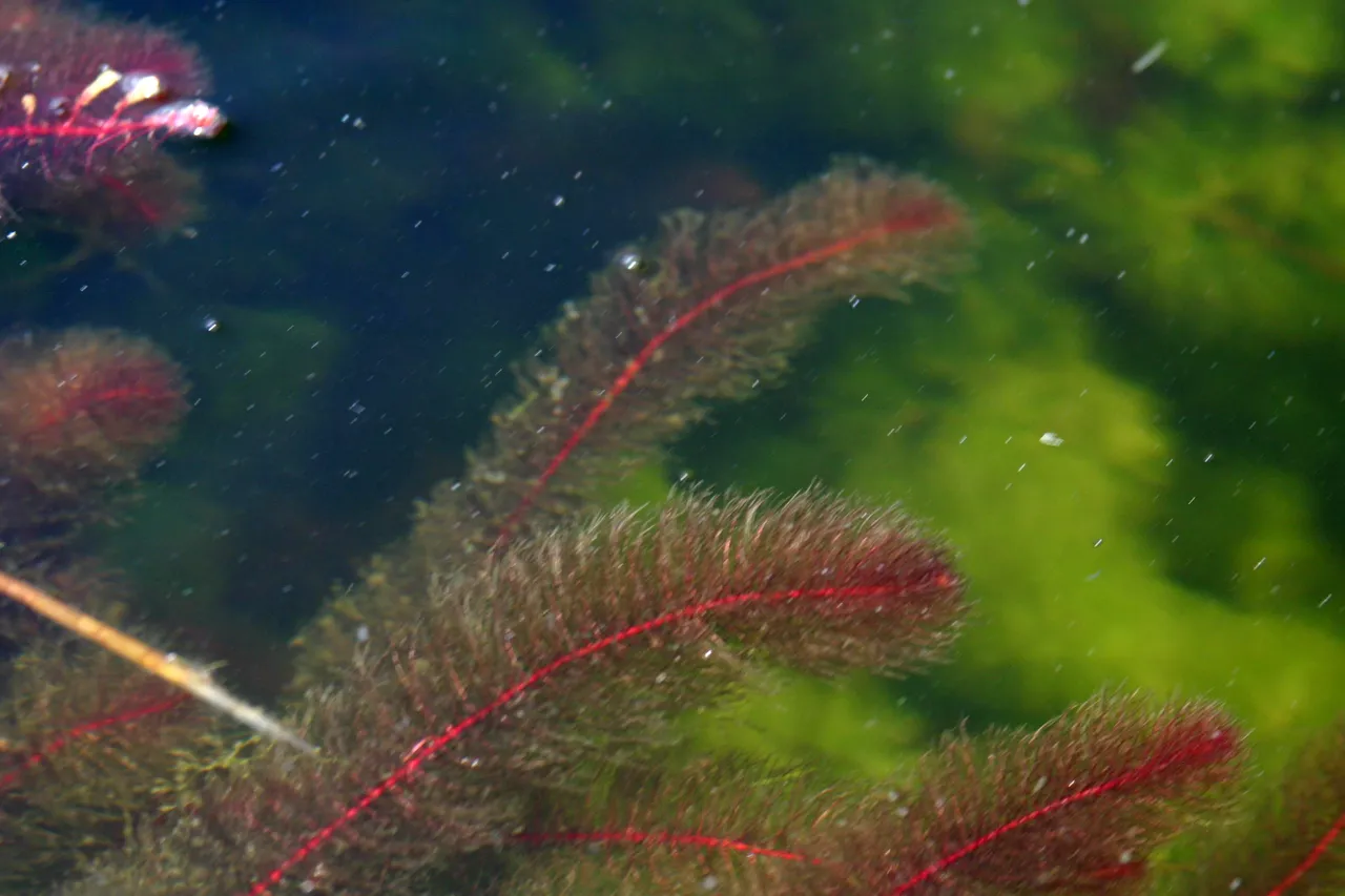 myriophyllum heterophyllum