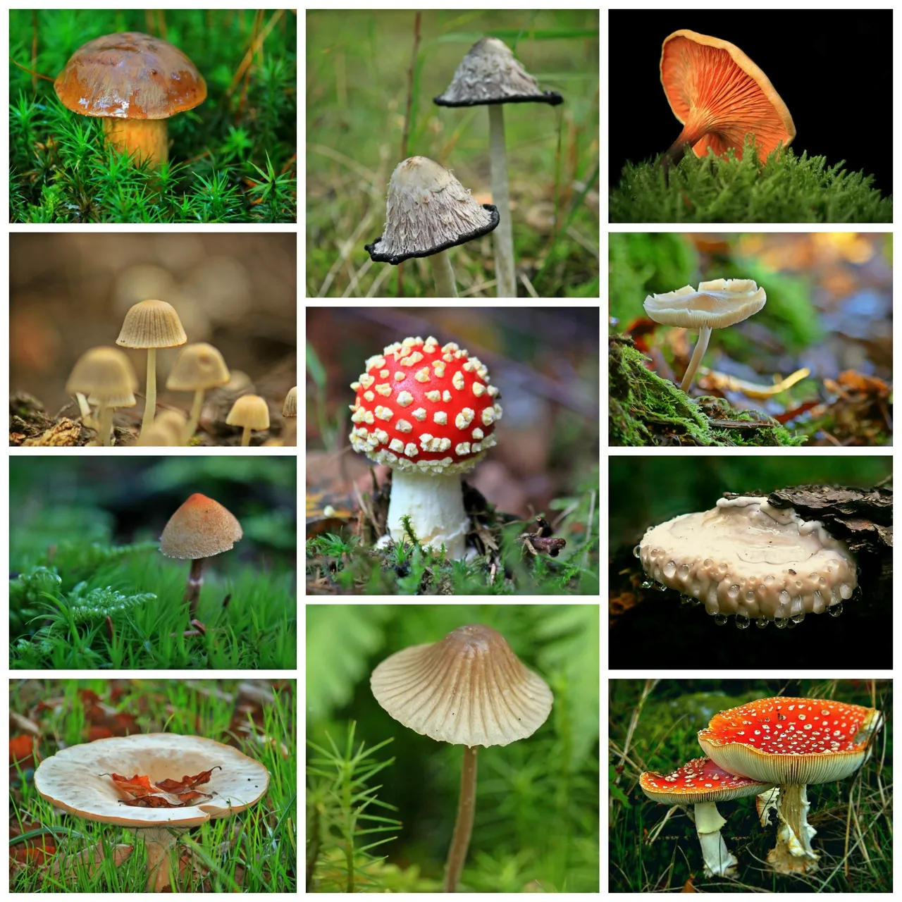 nature forest plant moss biology autumn botany mushroom flora fauna autumn mood forest floor fungus mushrooms collage fungal species autumn forest bemoost organism forest plant edible mushroom medicinal mushroom mushroom variety 1028128