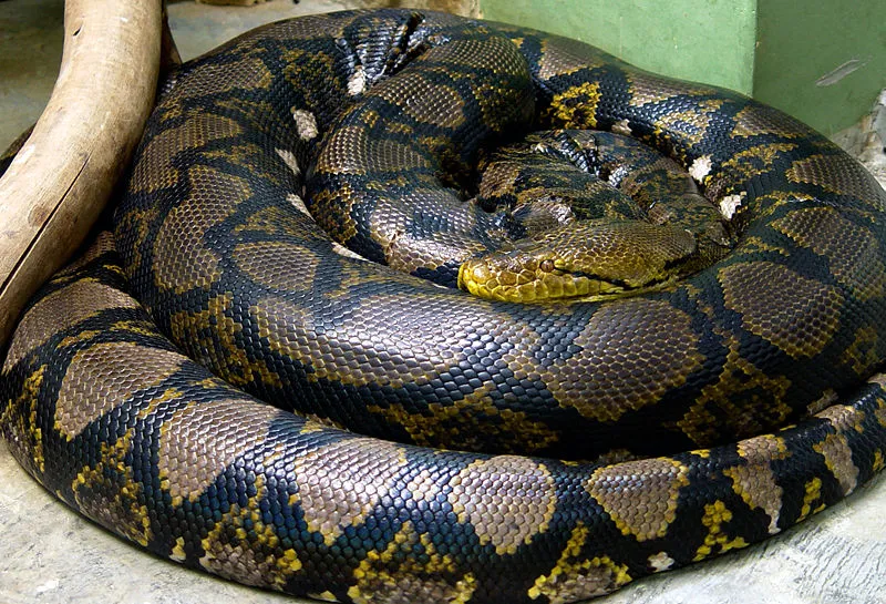 python