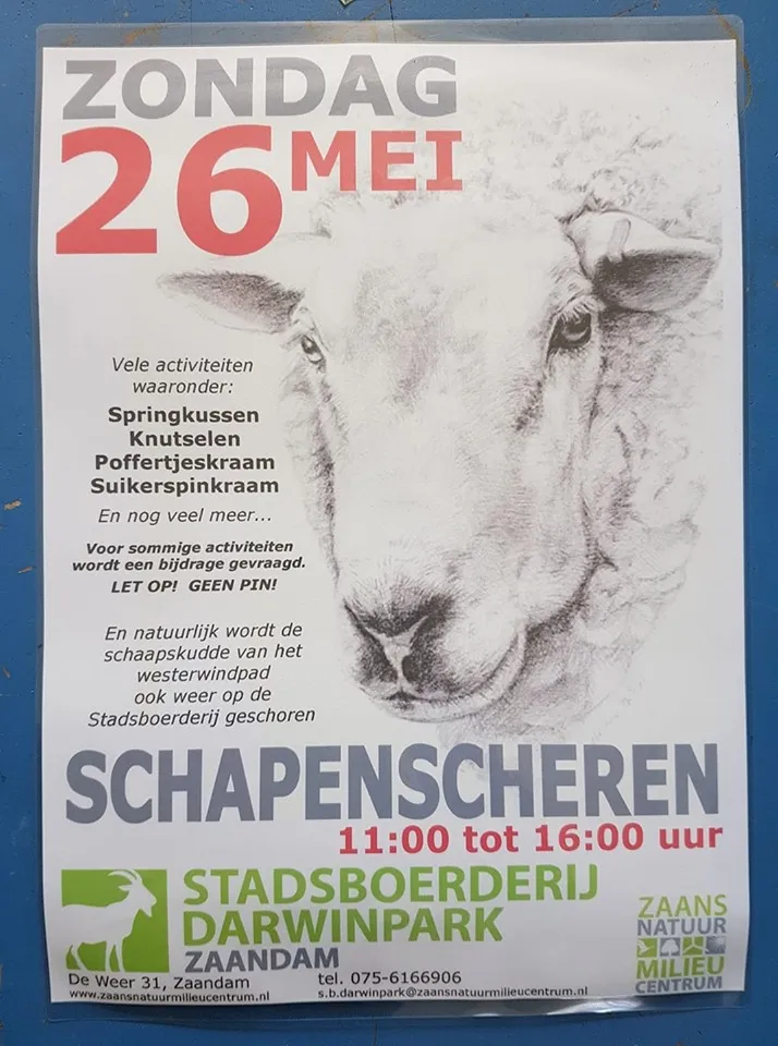 schapen