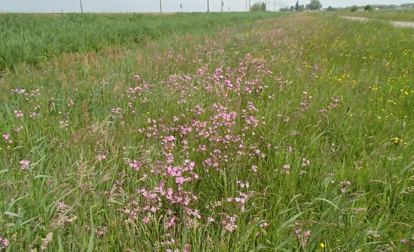 screenshot 20200514 130540