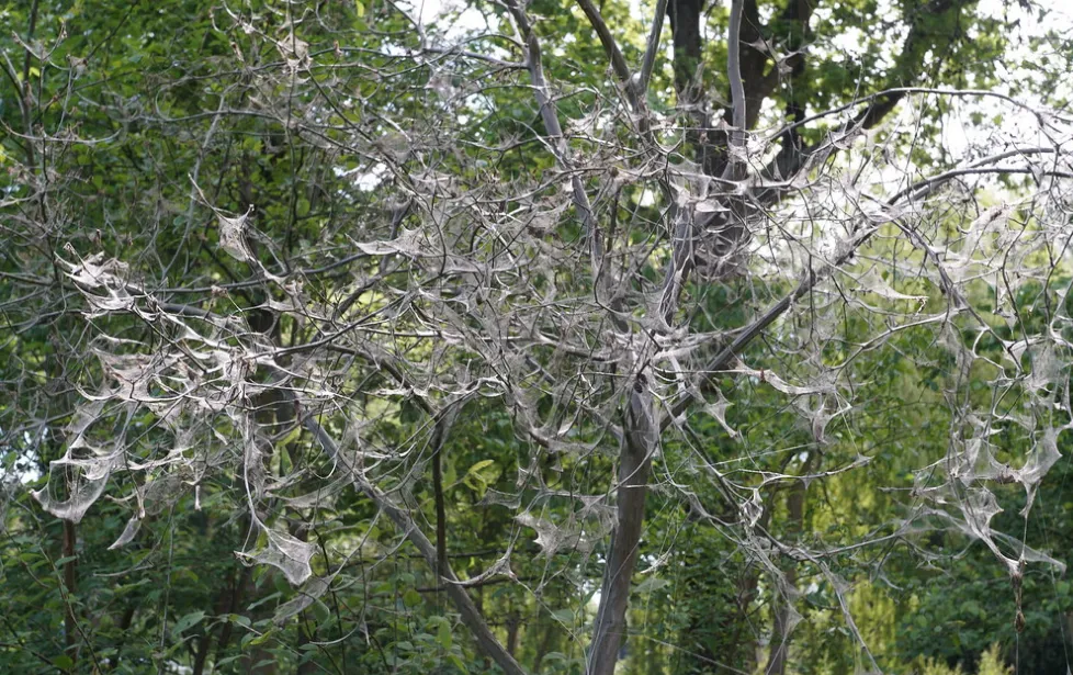 screenshot 20200626 130418