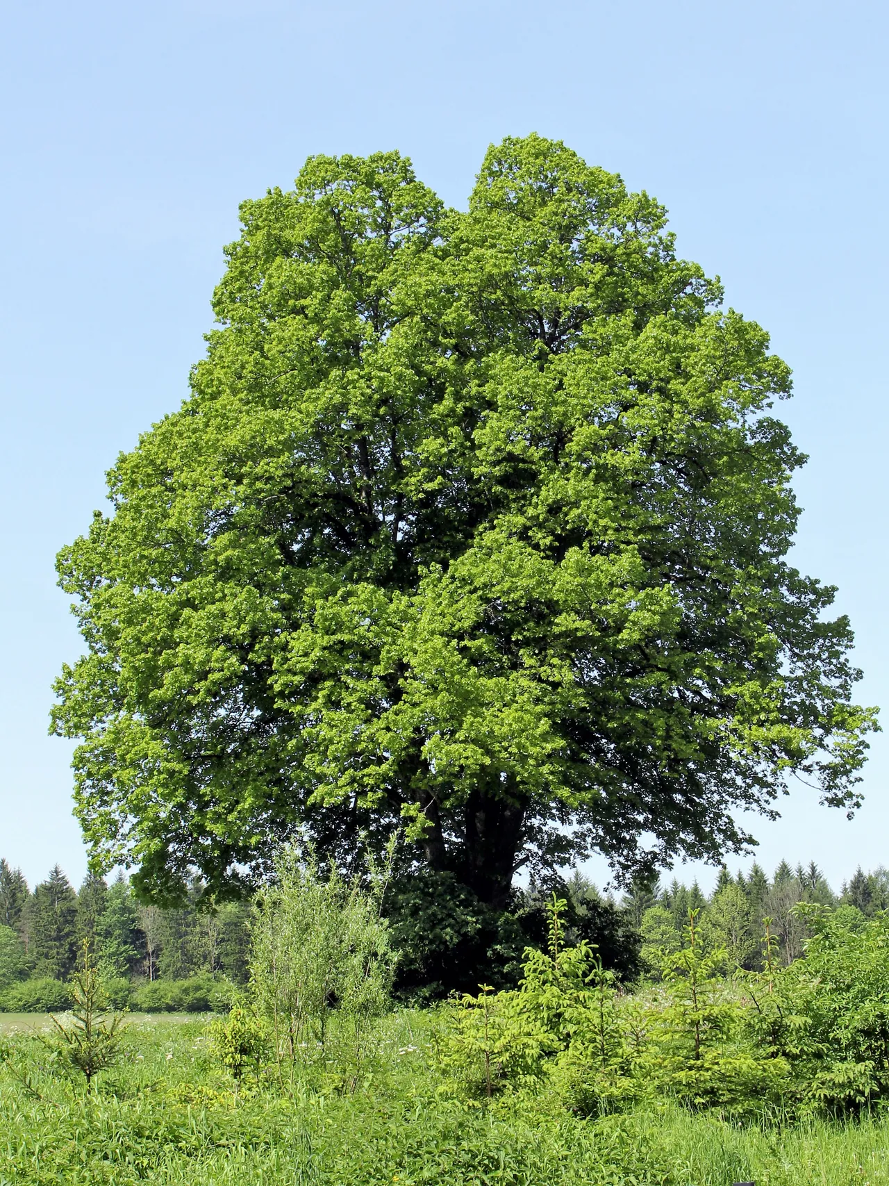 tilia cordata 2