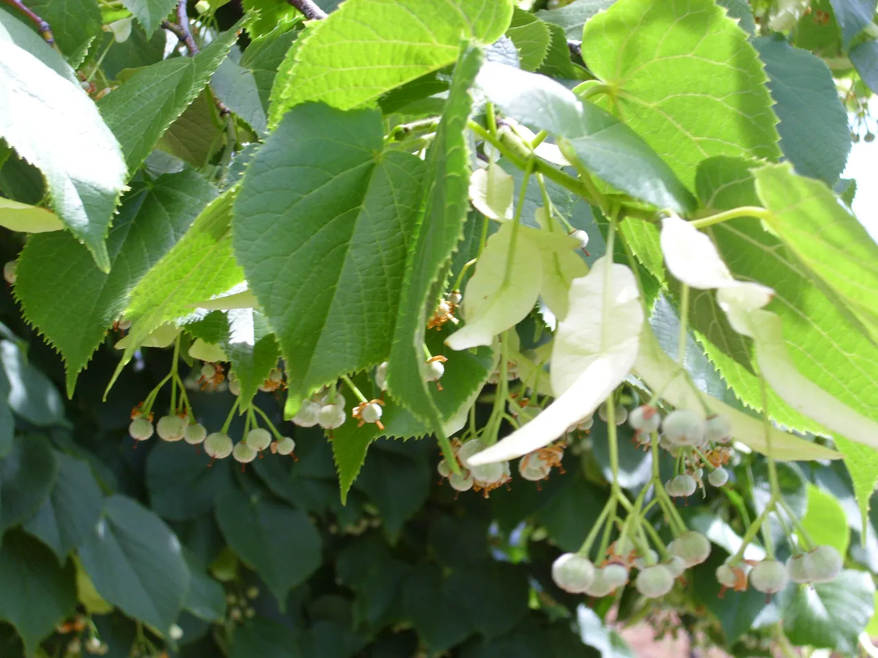 tilia cordata