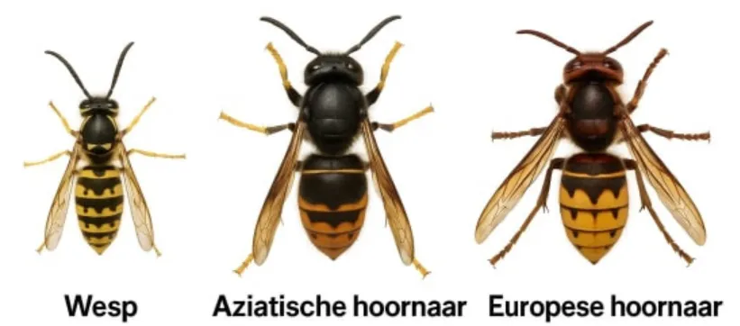 Bron: BeestjesKwijt