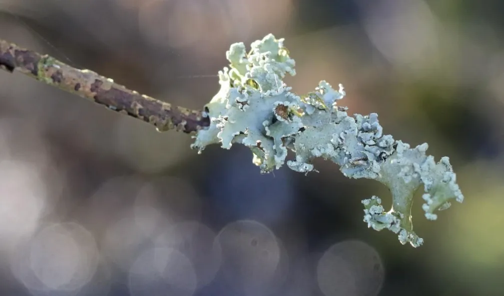 Grootschildmos. Bron: Staatsbosbeheer