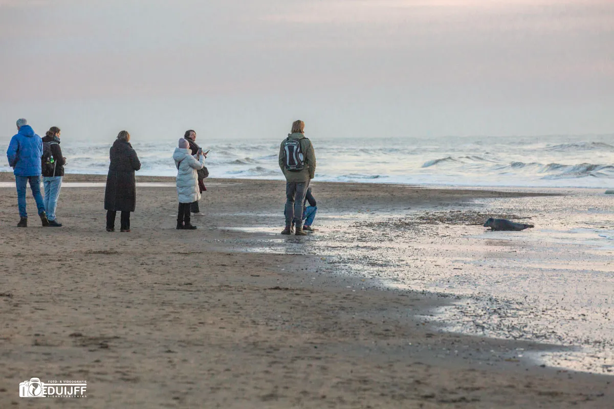 bekijks zeehond