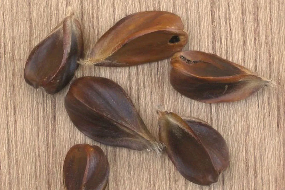 beukenootjes wiki
