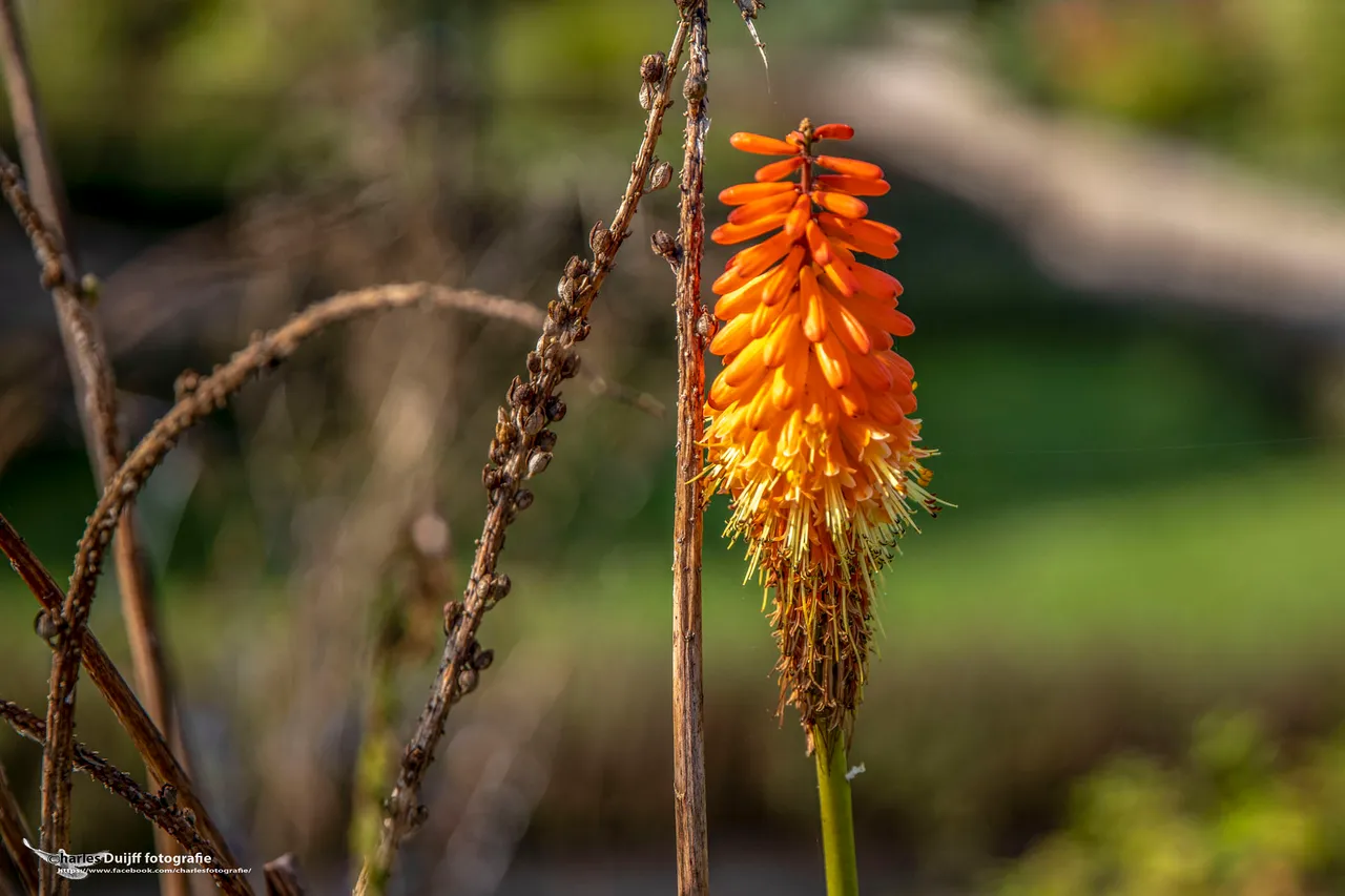 fraai oranje