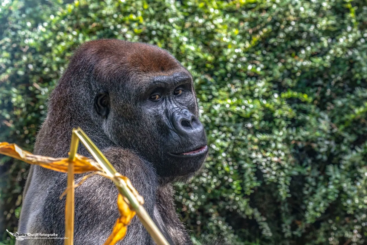 gorilla1jpg