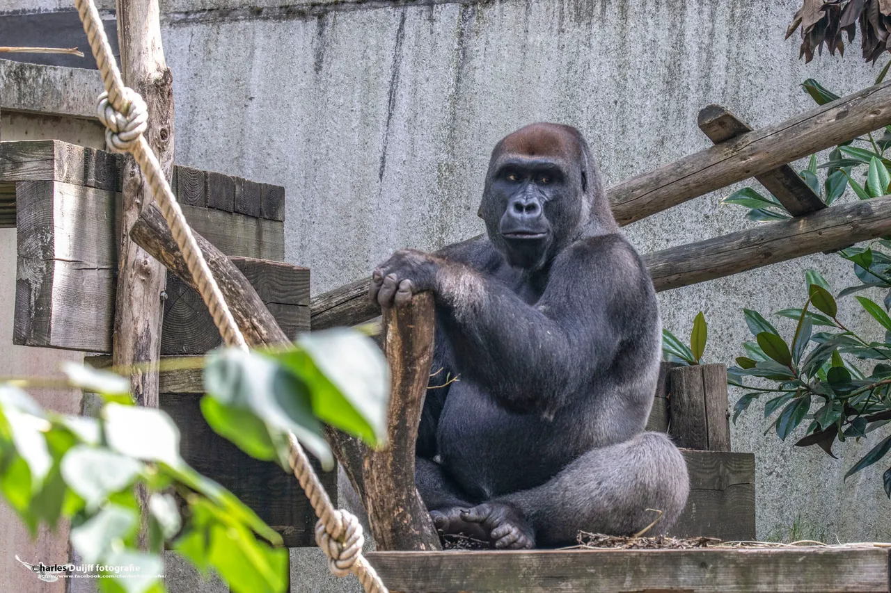 gorilla2