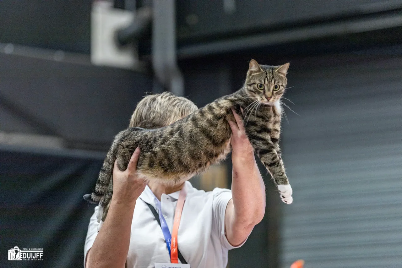 kat opgehouden mooi