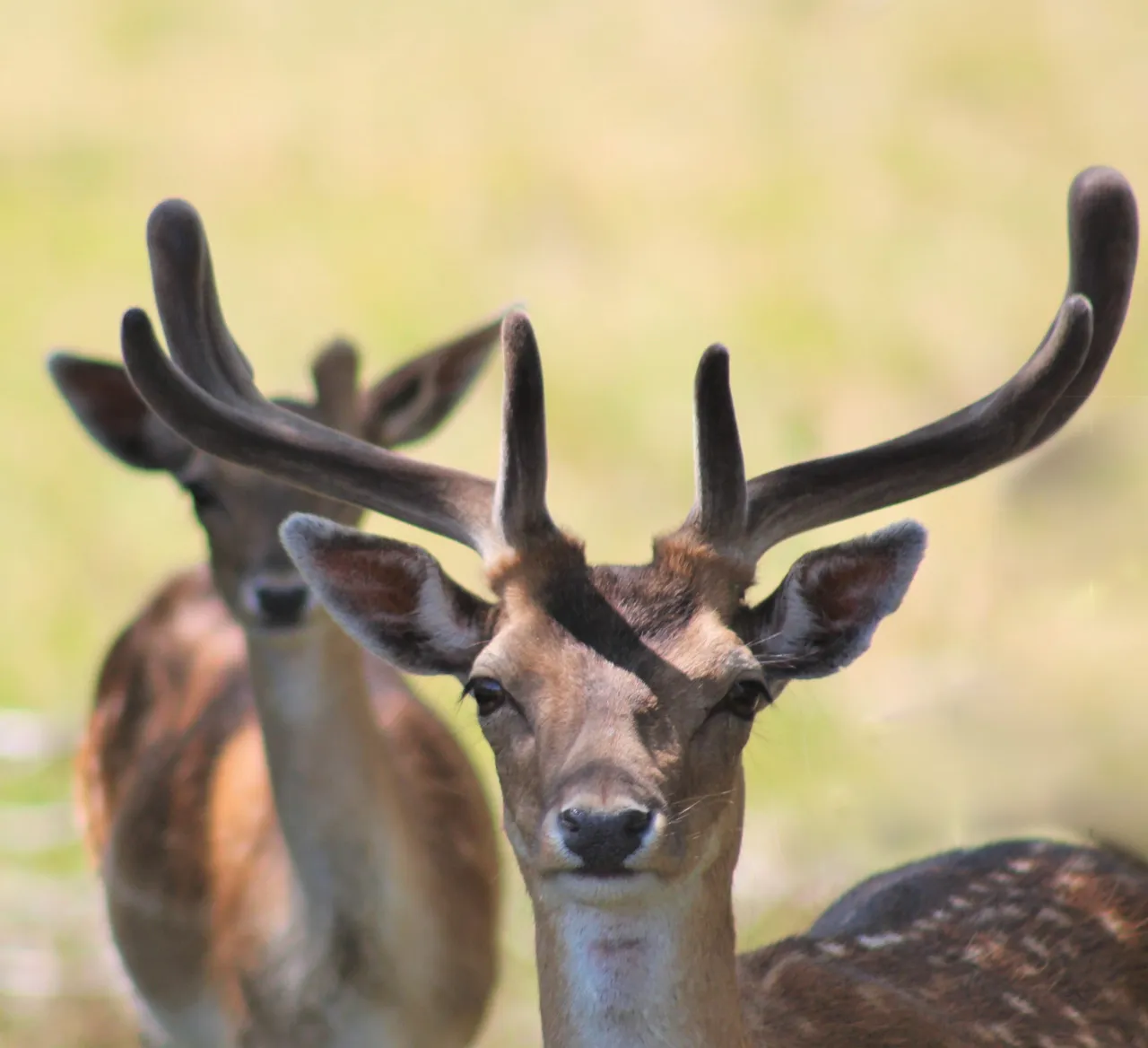 oh my deer 1 yvonne steenbergen