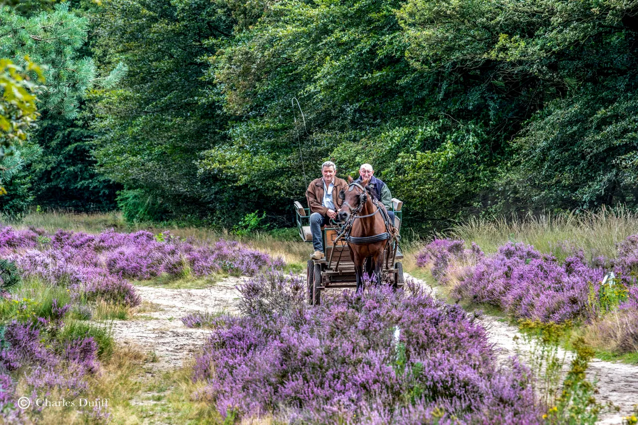 paard en wagen2