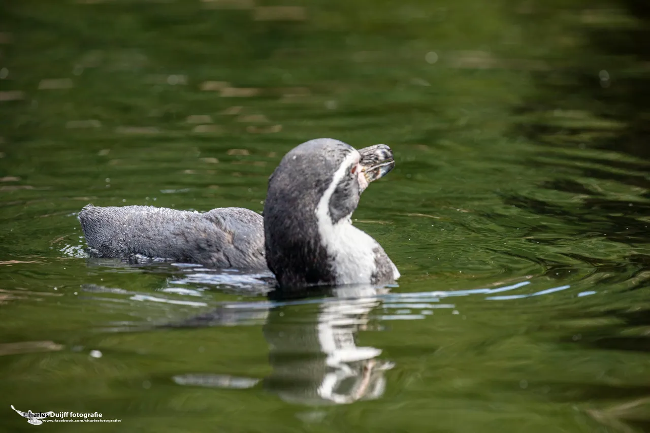 pinguin swimming 2