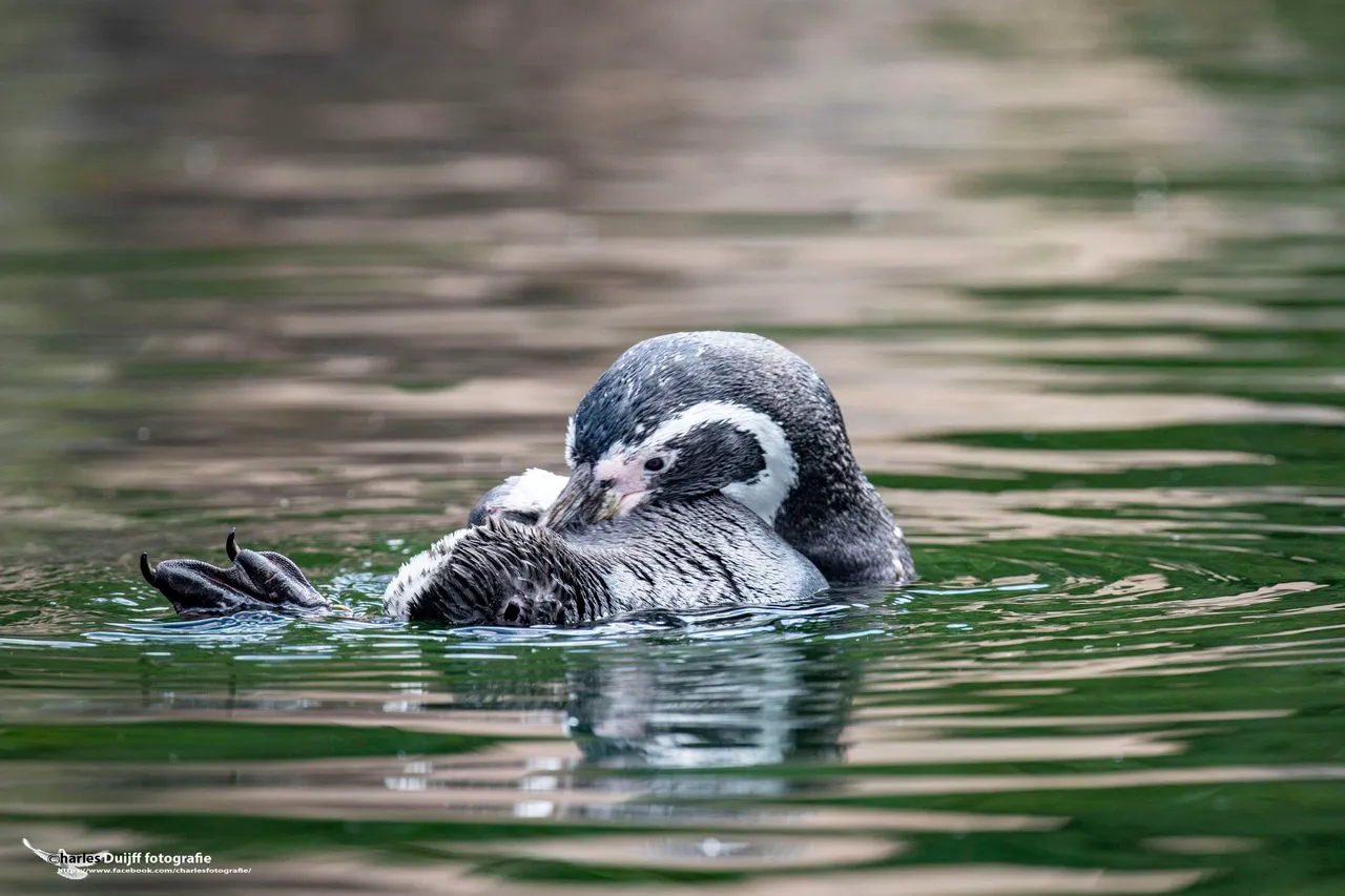 pinquin swimming