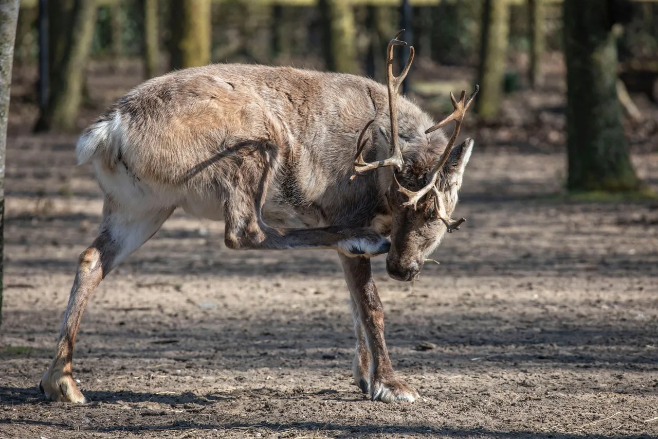 rendier met jeuk