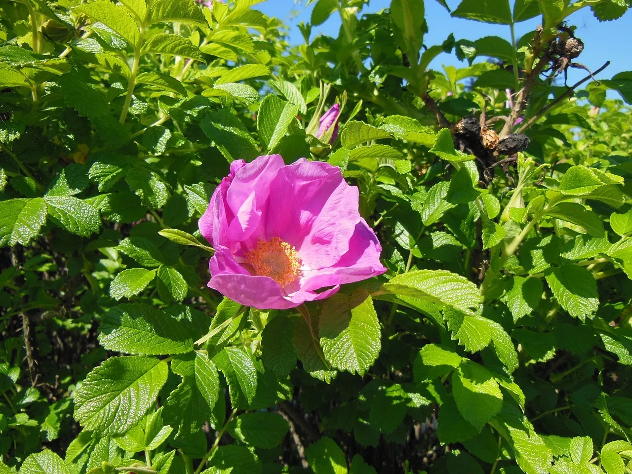 rosa rugosa 115785 1280 1