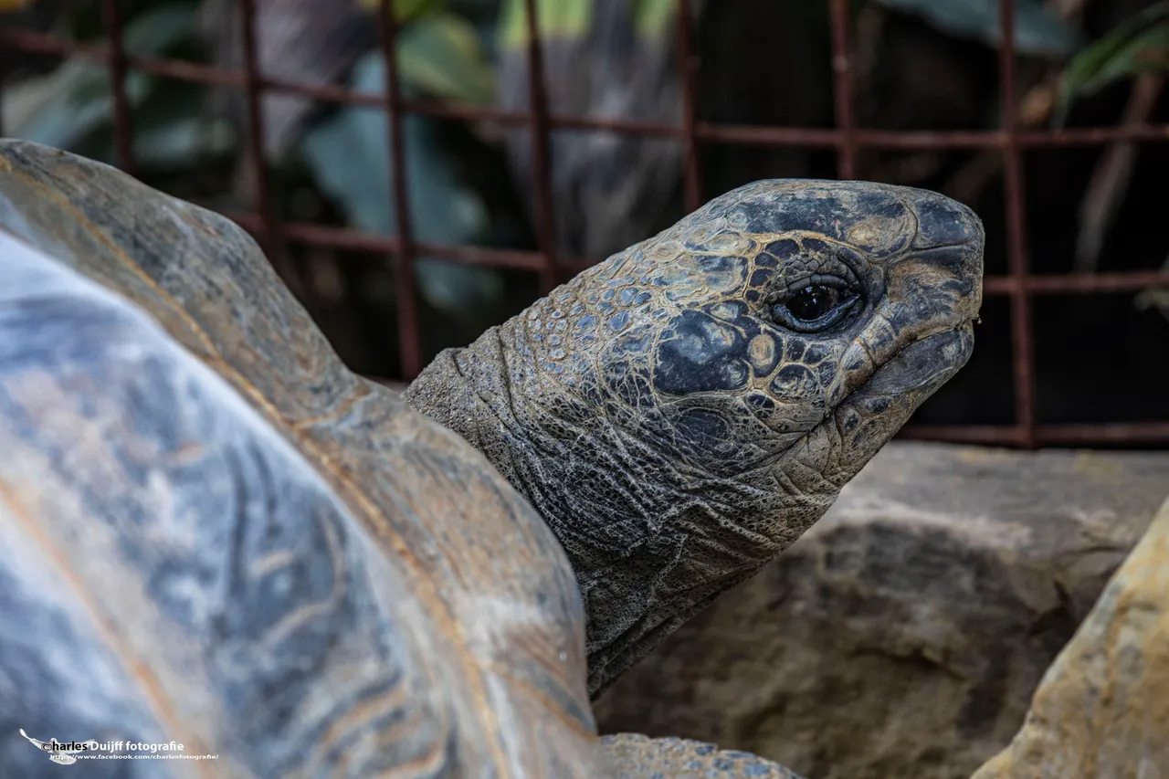 schildpad