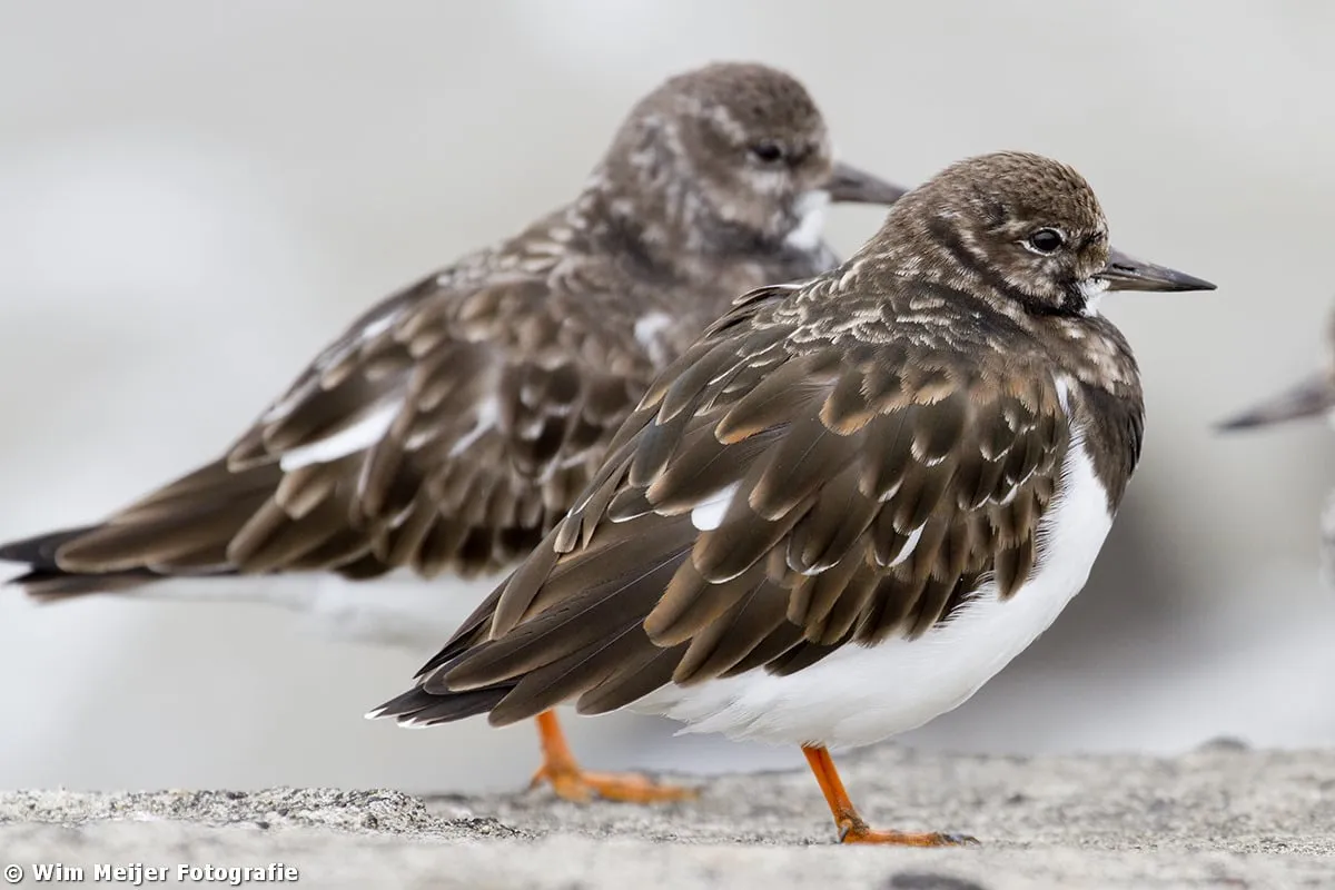 tumblr mw1nwpepga1svvyvco5 1280