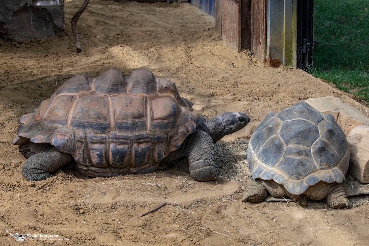 twee schildpadden