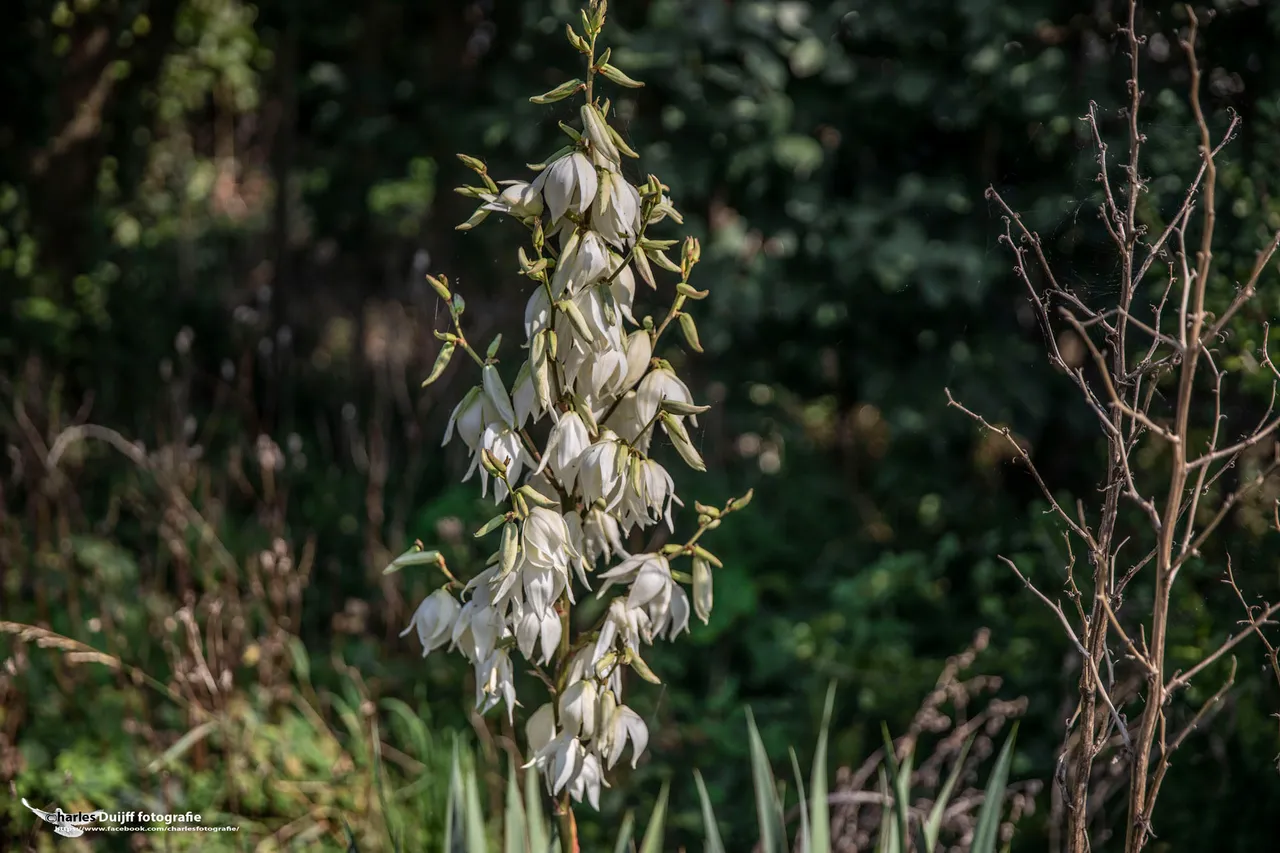 white floweer