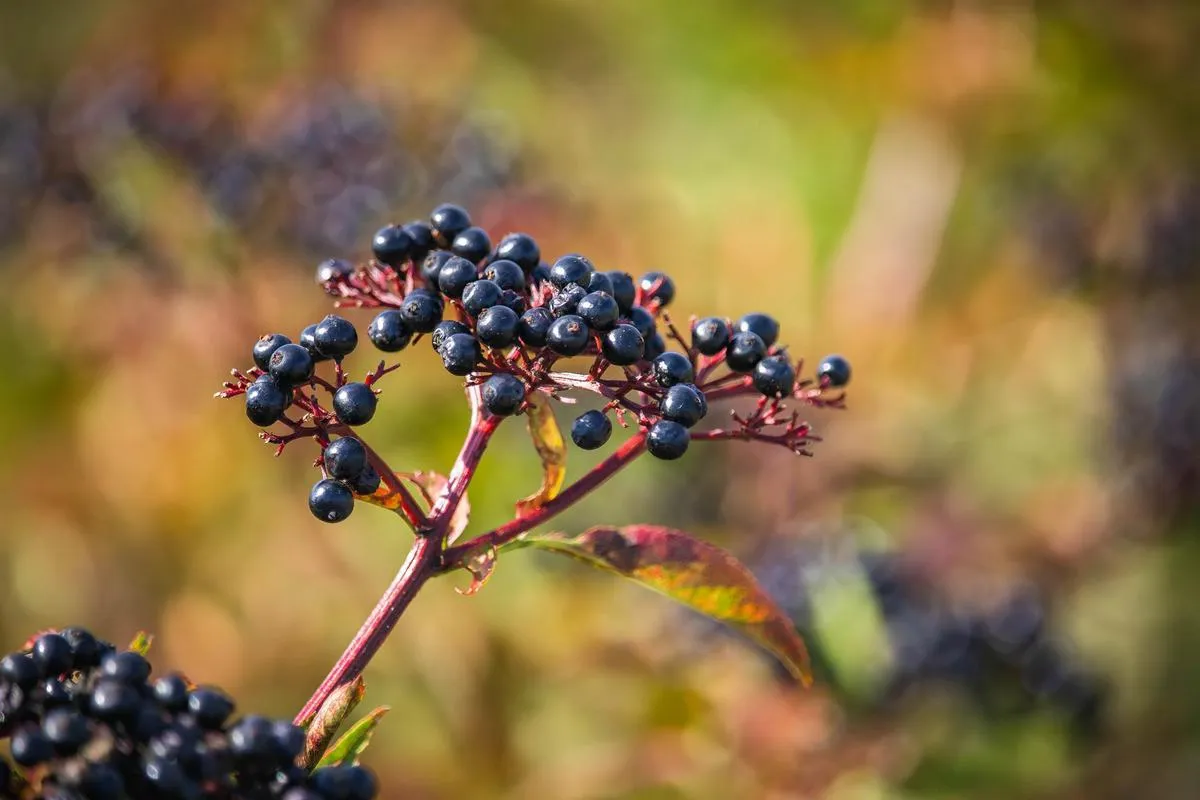 wild elderberry g4b831c6d7 1920