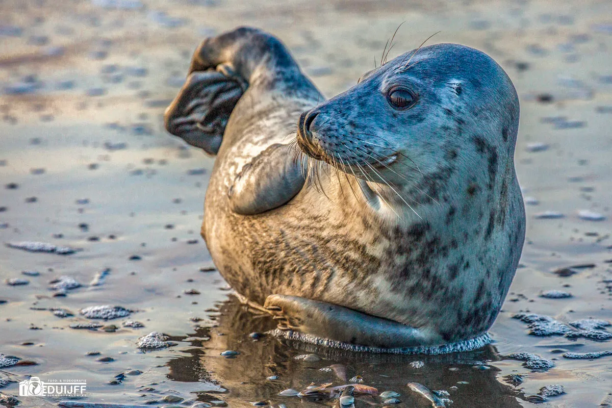 zeehondje 1