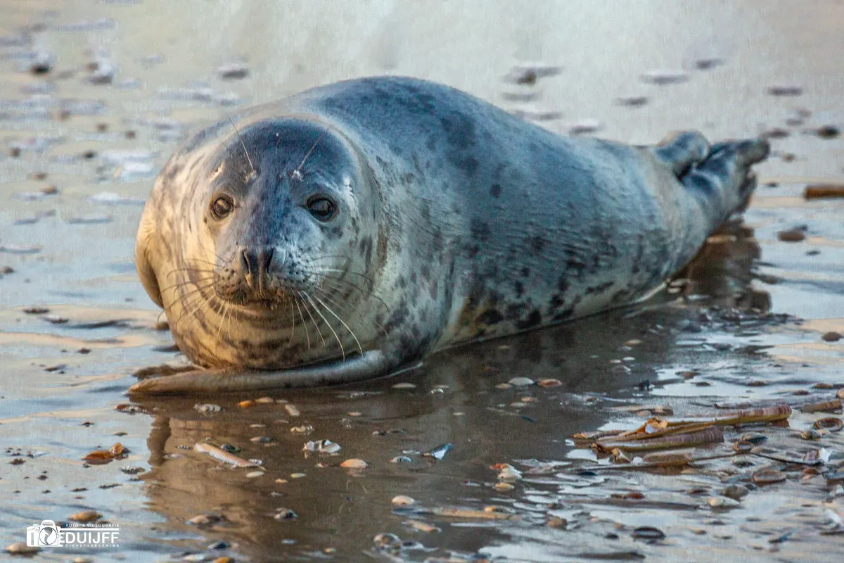 zeehondje 6