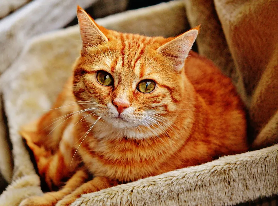 cat 1046544 960 720