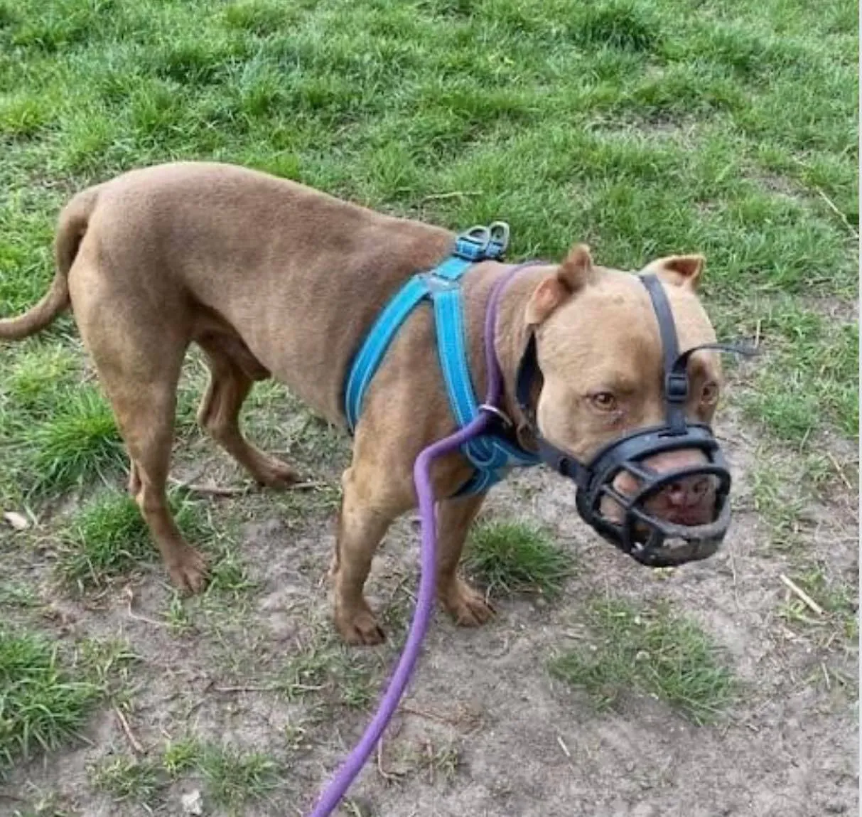 hond1