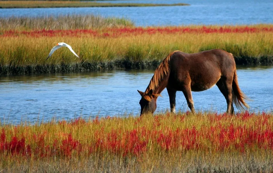 horse 60153 960 720
