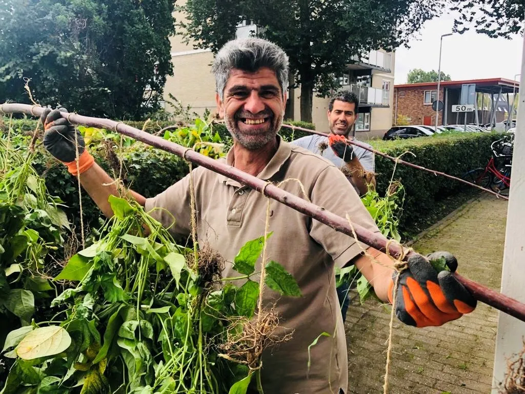 in wijktuin noordhove worden bonen te drogen gehangen foto stichting piezo