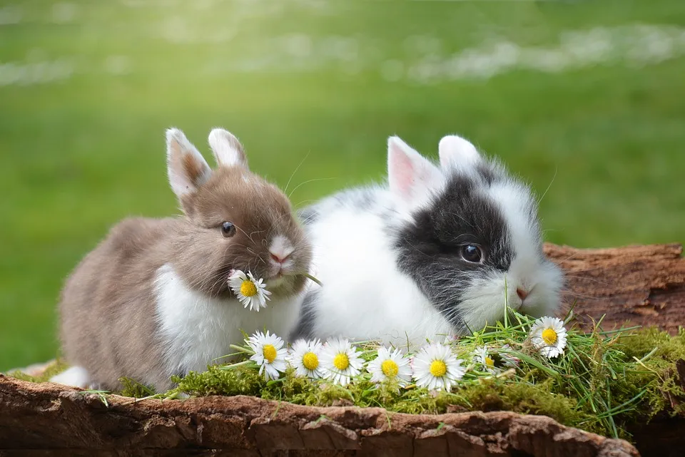 rabbit 2174679 960 720
