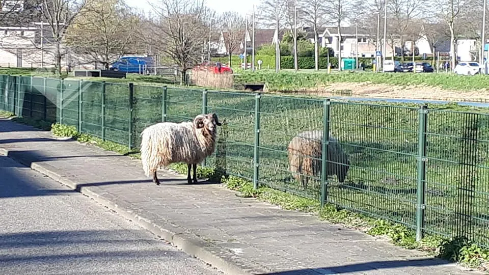 ram2