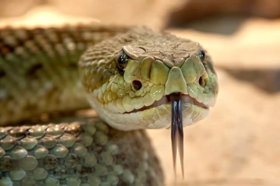 rattlesnake 653642 960 720