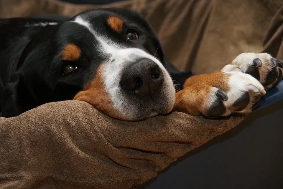 schweizer sennenhund 108590 960 720