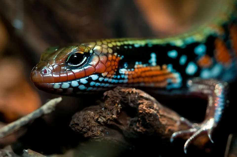 splendor skink 208600 960 720