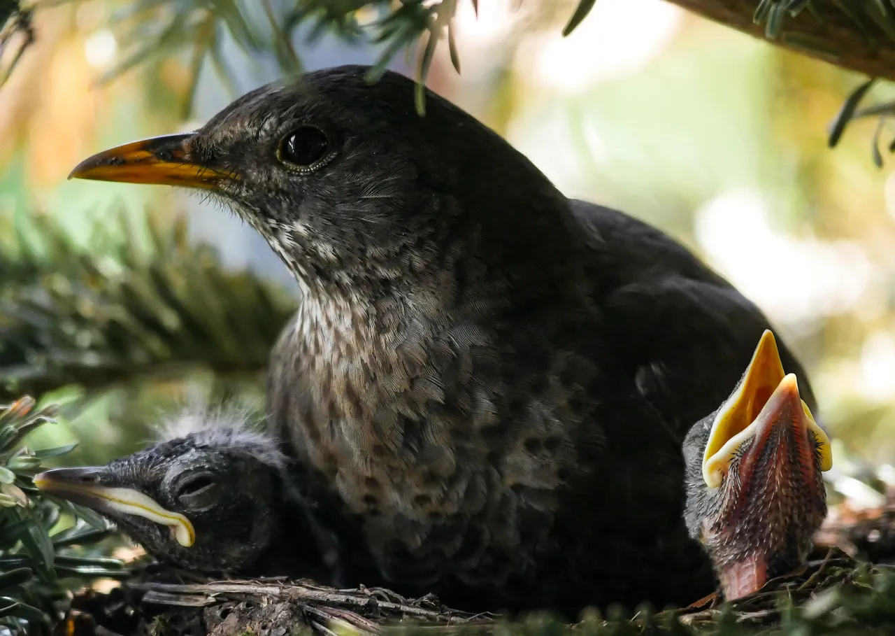 vogeljongen onder moeder