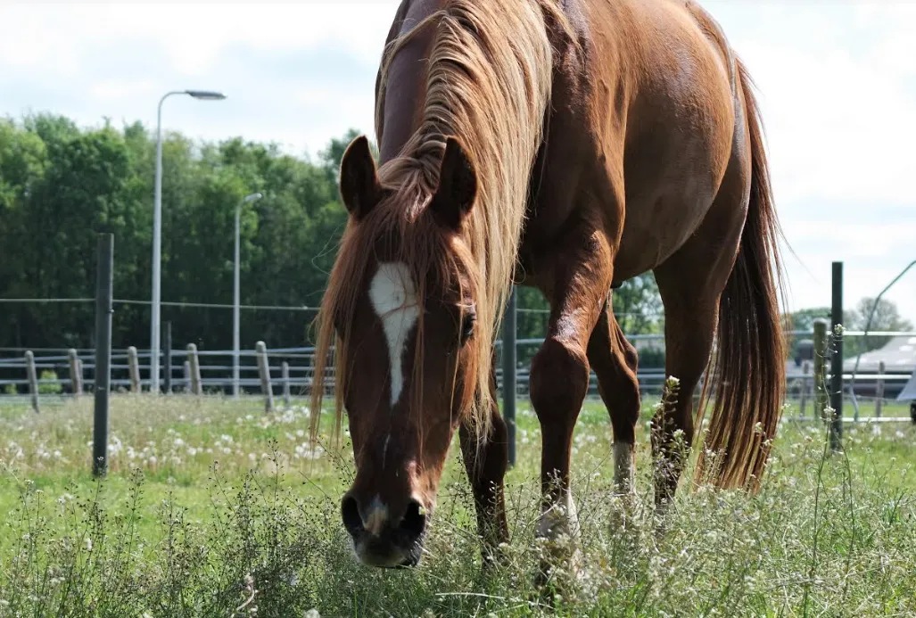 schermafbeelding 2019 10 05 om 094811
