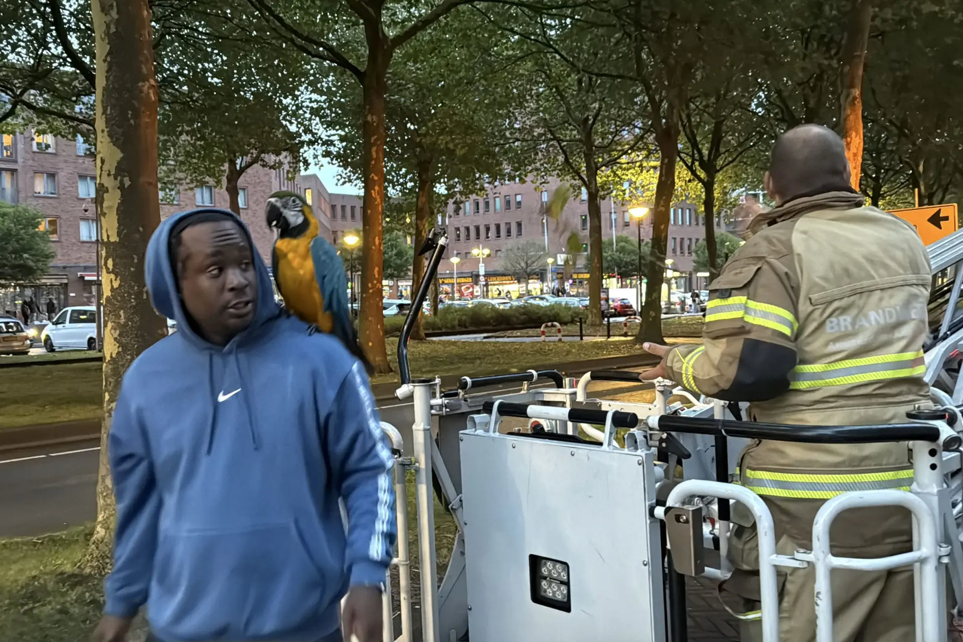 papegaai uit boom gered in amsterdam scaled