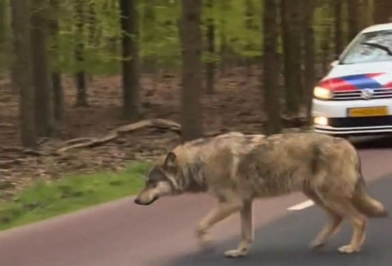 wolf1