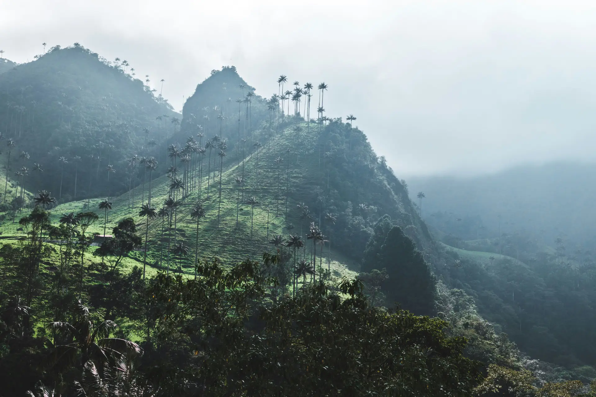 Natuurgebied Colombiajpg