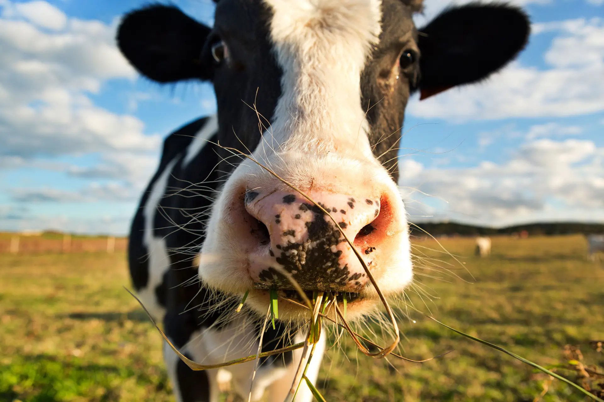 1509123692 cow eating grass