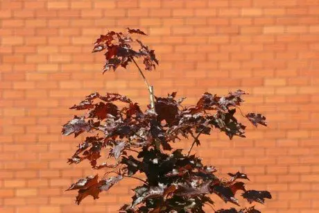 alytausgidas 104 04261