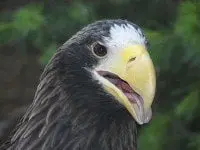 alytausgidas 800px stellers sea eagle 0011
