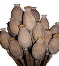 alytausgidas aguona1