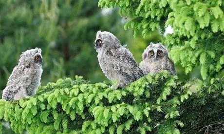 alytausgidas apuokiukai 1