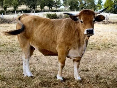 alytausgidas aubrac1